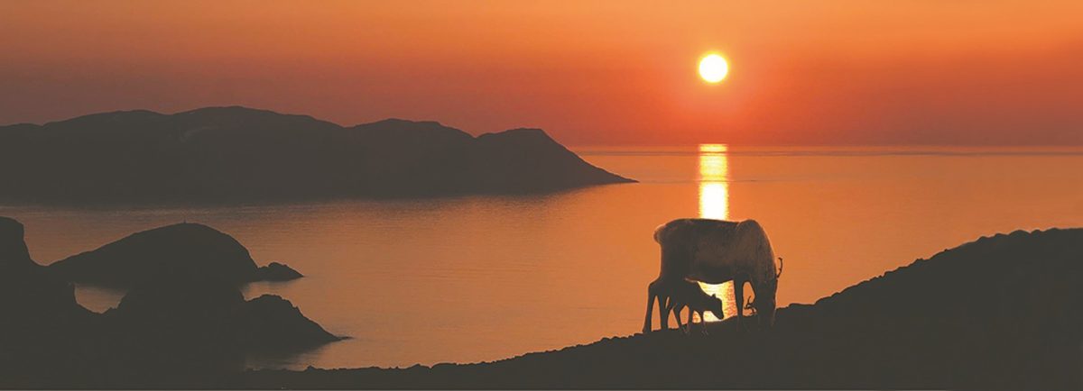 Simle med kalv fra Måsneset i midnattsol på Måsøy Foto: Sverre Nygaard