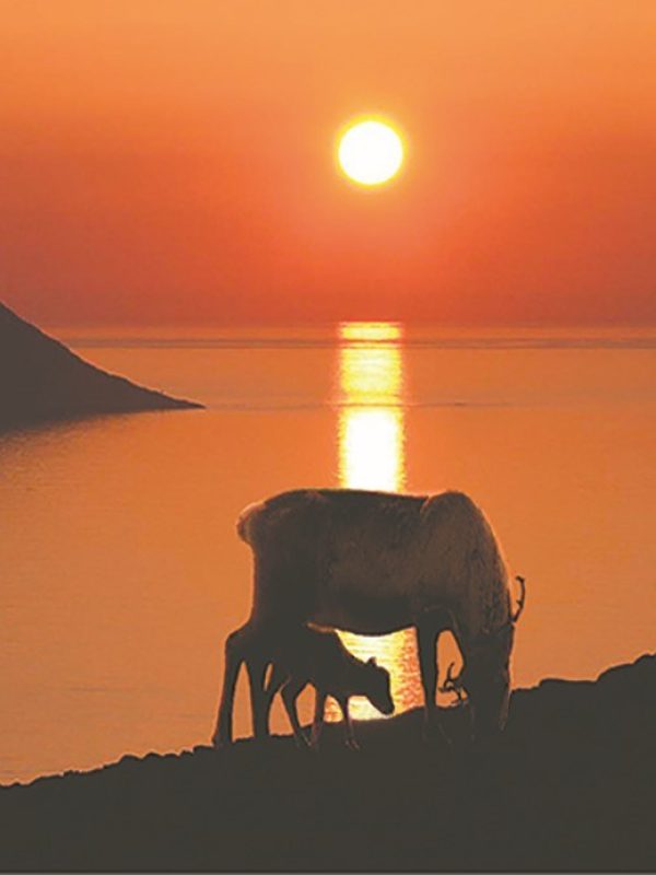 Simle med kalv fra Måsneset i midnattsol på Måsøy Foto: Sverre Nygaard